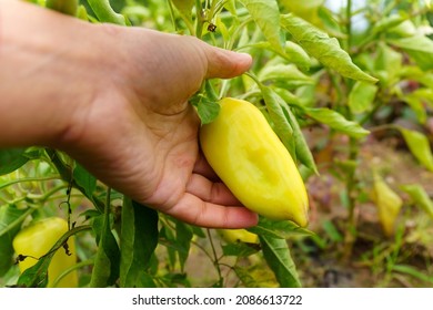 Ripe green bell peppers hanging on the plant in a vegetable garden. Organic eco vegetables harvest. - Powered by Shutterstock