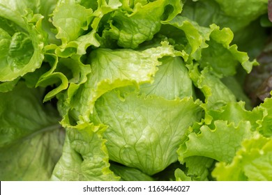 Ripe green crisp-head lettuce, top view. 