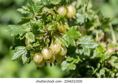 ripe green gooseberries on the bush at harvest time - close-up - Shutterstock ID 2246512105