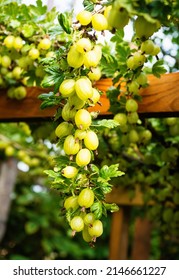Ripe green gooseberries (Ribes uva-crispa) in homemade garden. Fresh bunch of natural fruit growing on branch on farm. Close-up. Organic farming, healthy food, BIO viands, back to nature concept.