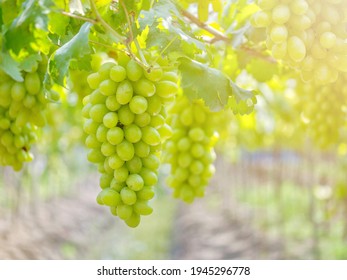 Ripe green grape in vineyard. Grapes green taste sweet growing natural. Green grape on the vine in garden - Powered by Shutterstock