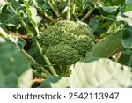 Ripe Green Head of Organic Broccoli Cabbage in a Garden Bed. Fresh Broccoli Close-up.