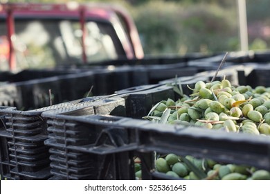Ripe green olives collected in box