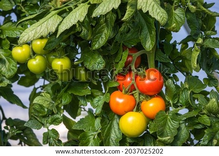 Similar – Tomaten, die auf Reben im Gewächshaus wachsen.