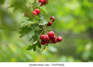 Ripe hawthorn is on a tree  - Shutterstock ID 721976263