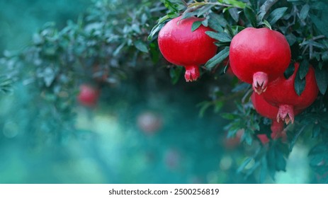 Ripe healthy pomegranate fruits on a tree branch in pomegranate orchard. Symbol of the Israeli holiday Rosh Hashanah - Powered by Shutterstock