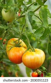 Ripe homegrown organic tomatoes in greenhouse. Juicy red and yellow tasty tomato - Shutterstock ID 2030351123