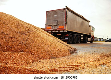 Ripe And Hull Corn On Pile Prepared For Transportation. In Background Is Truck.