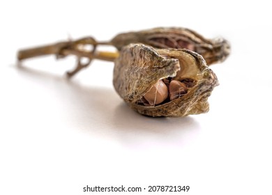 Ripe iris seeds. Scattered on the surface of the table. Space for text. Concept: garden and vegetable garden products, advertising, biology, website design and social networks.  - Shutterstock ID 2078721349