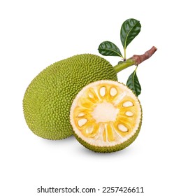 Ripe Jackfruit isolated on white background