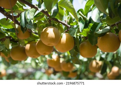 Ripe japanese pears hangimg on tree in orchard. - Shutterstock ID 2196875771