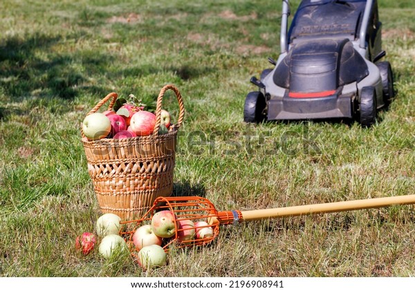 Ripe juicy apples in a straw basket are collected\
by a fruit picker against the background of a mowed green lawn and\
a lawn mower in blur.