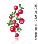 Ripe juicy cranberries with green leaves close up in the air close-up on a white background