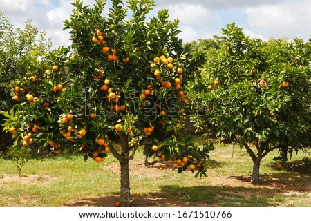 Ripe and juicy oranges on the tree at farmer's garden, New Zealand