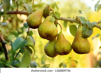 Pear Trees Images Stock Photos Vectors Shutterstock