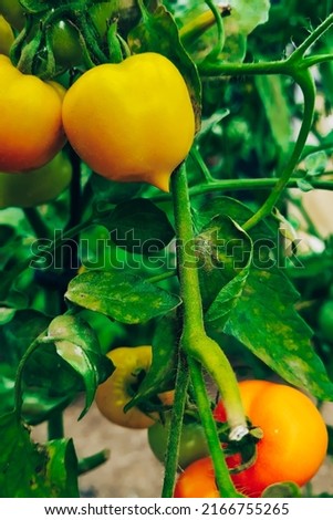 Similar – Foto Bild Paprika Capsicum wächst im Gewächshaus