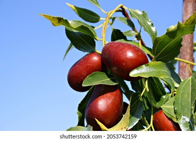 Ripe Jujube Fruit On A Background Of Blue Sky