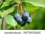 Ripe juneberries, saskatoon berries fruits (amelanchier alnifolia)