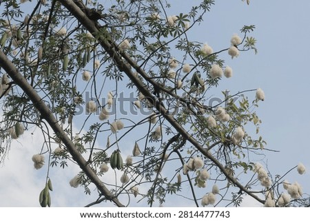 Ripe kapok fruit split open on a kapok tree, revealing soft white natural fiber hanging from the pod. Close-up of a tropical seed pod in its natural environment, showcasing the unique texture of kapok fiber and the beauty of nature, agriculture, and sustainable natural resources.