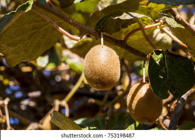 Ripe Kiwi Fruit Growing On A Tree