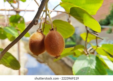 Ripe Kiwi Fruit On The Tree Ready For Picking In Spain, Europe