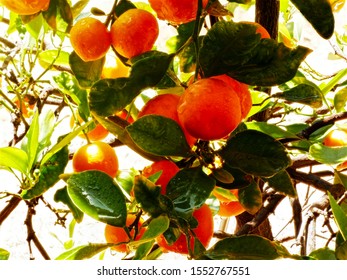 Ripe Kumquats on the tree - smaller than oranges, they can be a challenge to eat with their sour flesh but sweet rind. Kumquats are popular for cooking