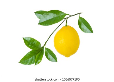 Ripe Lemon Fruit On Branch With Green Leaves Isolated On White Background