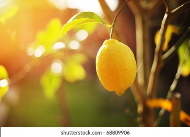 Ripe Lemon Hangs On Tree Branch In Sunshine. Closeup, Shallow DOF.