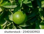 A ripe lime dangles from its branch, nestled among glossy green leaves, basking in the warm sunlight of midday.