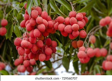 Ripe lychee fruits on tree in the plantation