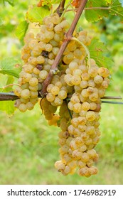 Ripe Malvasia Bunch Ready To Harvest