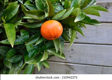 Ripe Mandarin Orange Hanging On Citrus Tree In Home Garden Close Up With Copy Space.