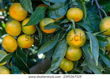 Ripe mandarin oranges on trees. oranges branch with green leaves on tree, Tangerine sunny garden