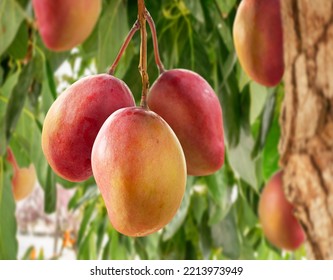 Ripe mango fruits on mango tree. Green foliage at the background. - Shutterstock ID 2213973949