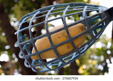 Long Handled Fruit Picker High Res Stock Images Shutterstock