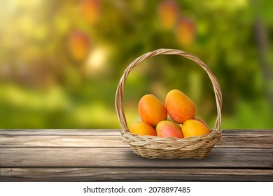 Ripe mango tropical fruit in basket put on wooden table at mangoes farm.