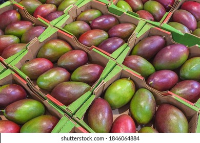 Ripe Mangoes In Boxes At An Open Air Market Or At A Wholesale Depot Of Exotic Fruits. Local Produce At The Farmers' Market. High Quality Photo