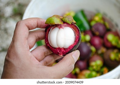 Ripe mangosteens which are queen of Thai fruits, Fresh mangosteen in your hand.