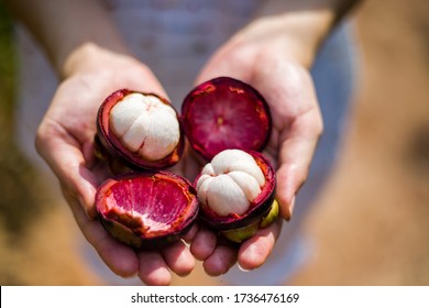 Ripe mangosteens in your hand, Fresh mangosteen ready to eat