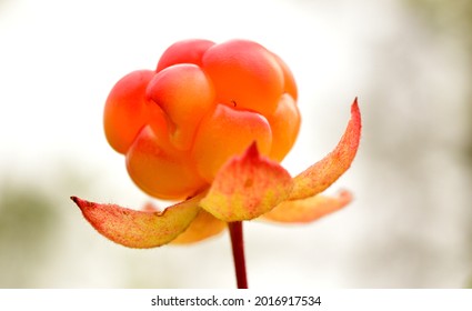 2,868 Marsh berry Images, Stock Photos & Vectors | Shutterstock