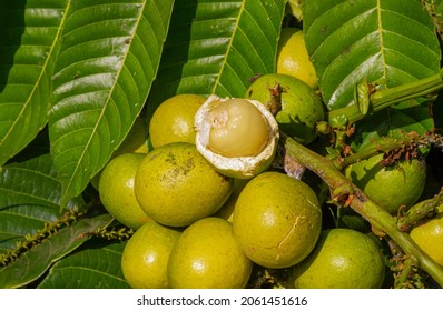 Native Fruit Images, Stock Photos u0026 Vectors  Shutterstock