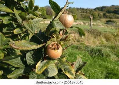 Ripe medlar fruits hanging from branch with green leaves, growing in orchard or garden on sunny autumn day - Powered by Shutterstock