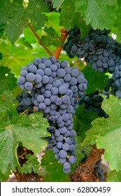 Ripe Merlot Grapes On Vine In California