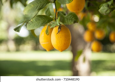 547 Meyer Lemon Tree Images, Stock Photos & Vectors | Shutterstock