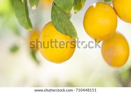ripe meyer lemons hanging from a tree with bright green leaves. Shallow depth of field with soft, warm light.