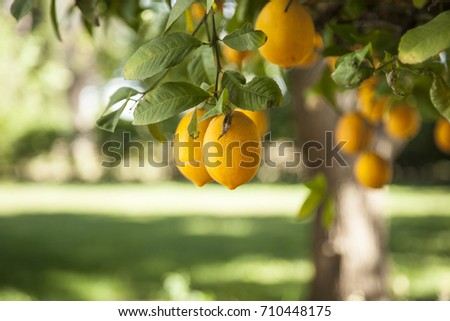 ripe meyer lemons hanging from a tree with bright green leaves. Shallow depth of field with soft, warm light.