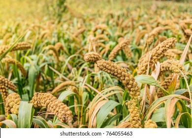 Ripe Millet Crops Fields Stock Photo (Edit Now) 764055505