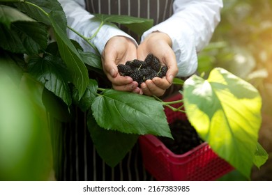 Ripe Mulberry In Both Hands