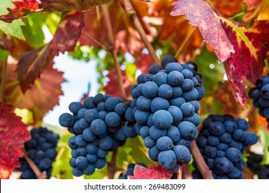 Ripe Napa Valley Grapes