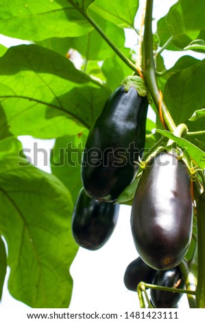 Similar – eggplants Food Vegetable